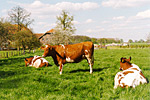 Rotbunte Rinder auf einer Weide