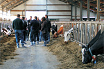 Besuchergruppe im Rinderstall