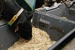 Strohfütterung bei Rindern über einen Wiegetrog