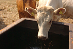 Rinder an der Wassertränke