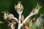 Echter Mehltau an Rosenknospen