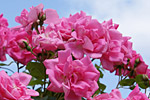 Rosa Rosen