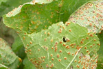 Rost an einer Stockrose