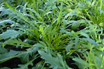Rucola