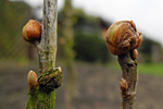 Rundknospe an Johannisbeere