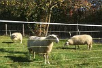 Schafe am Zaun