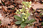 Schlüsselblume (Primula veris)