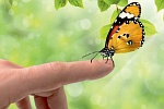 Schmetterling auf dem Finger. Foto: K. U. Häßler, Fotolia.com