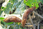 Schnecken an Rapsresten