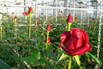 Rote Schnittrosen im Gewächshaus