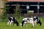 Schwarzbunte vor dem Stall in Haus Riswick