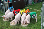Schweinerennen