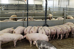 Schweine im Warentest