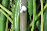 Sklerotinia-Fäule an Buschbohne