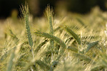 Sommerbraugerste