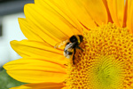 Sonnenblume und Hummel