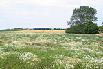 Stilllegungsflaeche