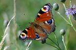 Tagpfauenauge auf einer Distel. Foto: August Falkner, piclease