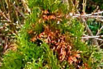 Trockenschäden an Thuja