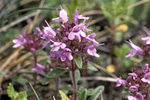 Frühblühender Thymian. Foto: Patrick Leopold, piclease