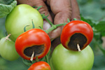 Blütenendfäule bei Tomaten
