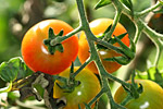 Tomaten an der Pflanze. Foto: Marco Pollini, piclease