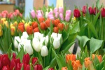 Tulpen im Foyer. Foto: Landgard