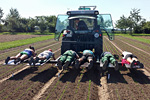 Unkraut-Arbeit in gesätem Spinat