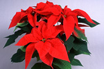 Weihnachtsstern