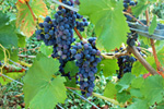 Weinreben