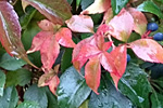 Wilder Wein im Herbst
