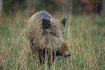 Wildschwein. Foto: Hans Glader, piclease