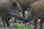 wildschweine