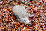 Erlegtes Wildschwein. Foto: Stefan Ott, piclease