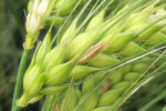 Fusarium an Wintergerste