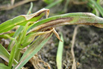 Manganmangel an Wintergerste