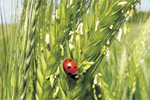 Blühende Wintergerste mit Marienkäfer