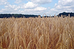 Erntereife Wintergerste