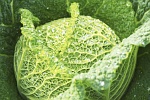 Wirsingkohl. Foto: Landgard