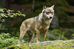 Wolf lauert. Foto: Georg Pauluhn, piclease