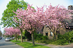 Zierkirschen