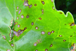 Cercospora-Blattflecken an Zuckerrüben