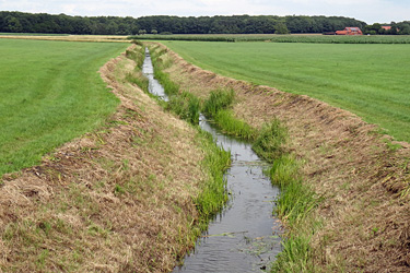 Uferrand mit Krautsaum