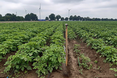 Kartoffelanbau mit Tröpfchenbewässerung