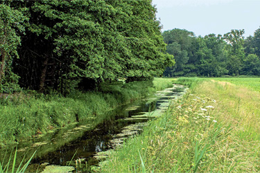 Uferrandstreifen am Waldrand