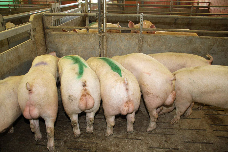 Свиней зона. Свиньи на свинокомплексе. Свинья производитель. Свинарники для хряков – производителей.