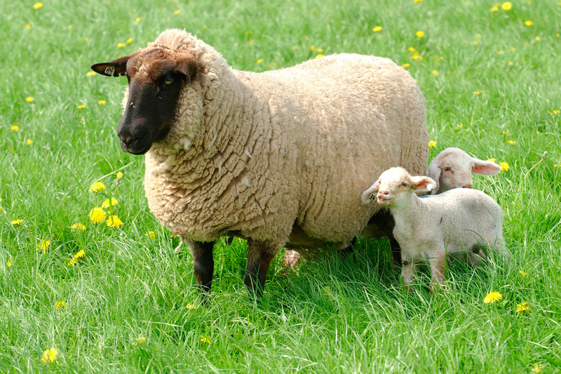 Frisches Lammfleisch direkt vom Schäfer - Landwirtschaftskammer ...