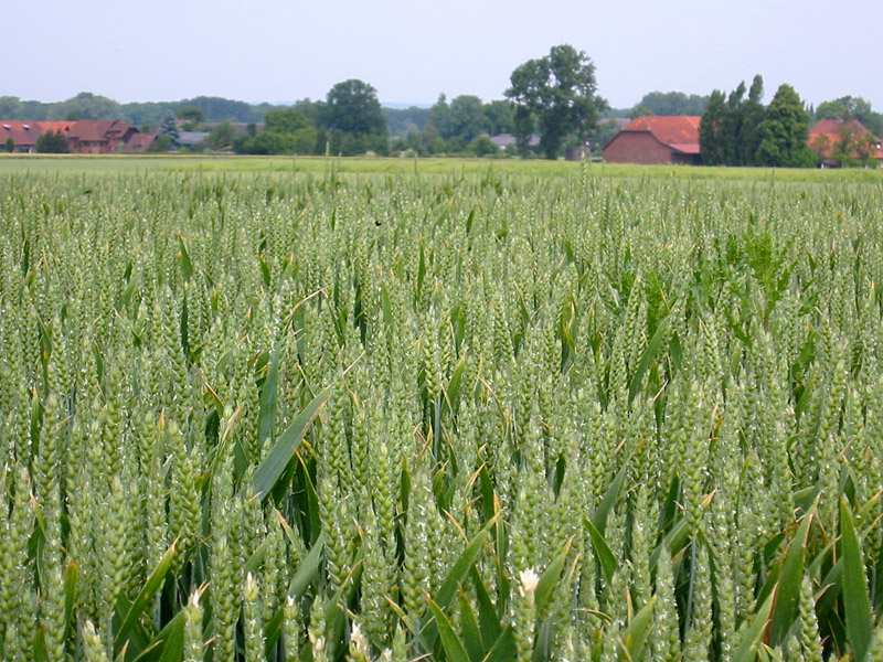 rygte Shining Duftende Getreide-Ganzpflanzensilagen (GPS) - Landwirtschaftskammer  Nordrhein-Westfalen