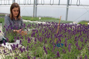 Auszubildende im Lavendel