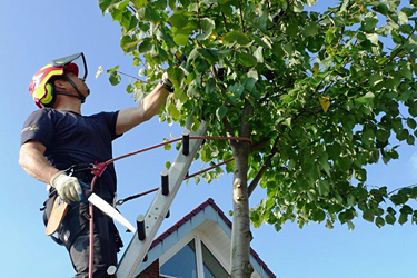 Baumpflege am Alleebaum